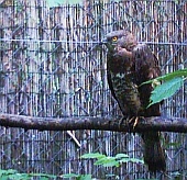 hawk